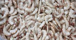 Camaron del Pacifico