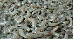 Camaron del Pacifico